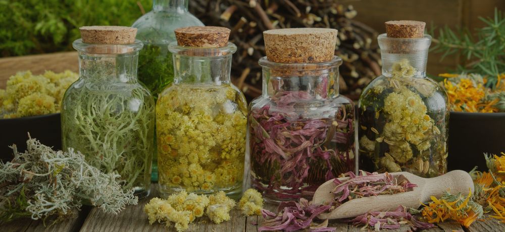 10 plantas medicinales