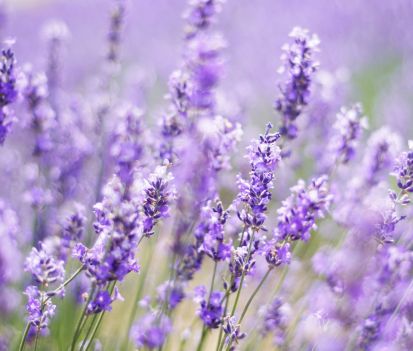 lavenda planta