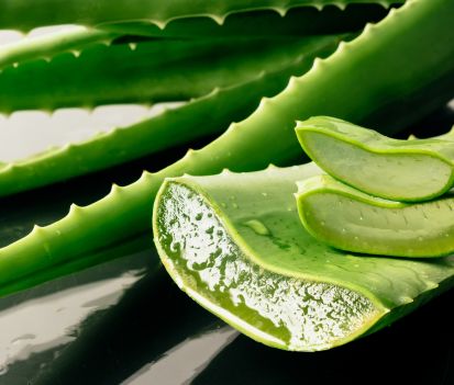 aloe vera plantas