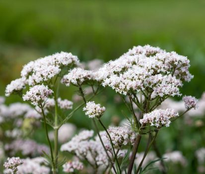 valeriana plantas