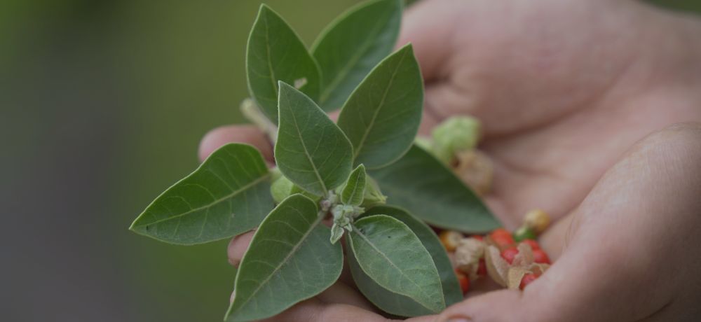 Para qué sirve la ashwagandha