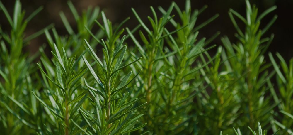 Para qué sirve el romero