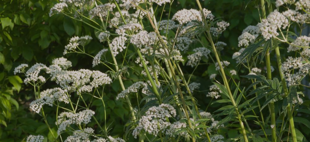 para que sirve valeriana