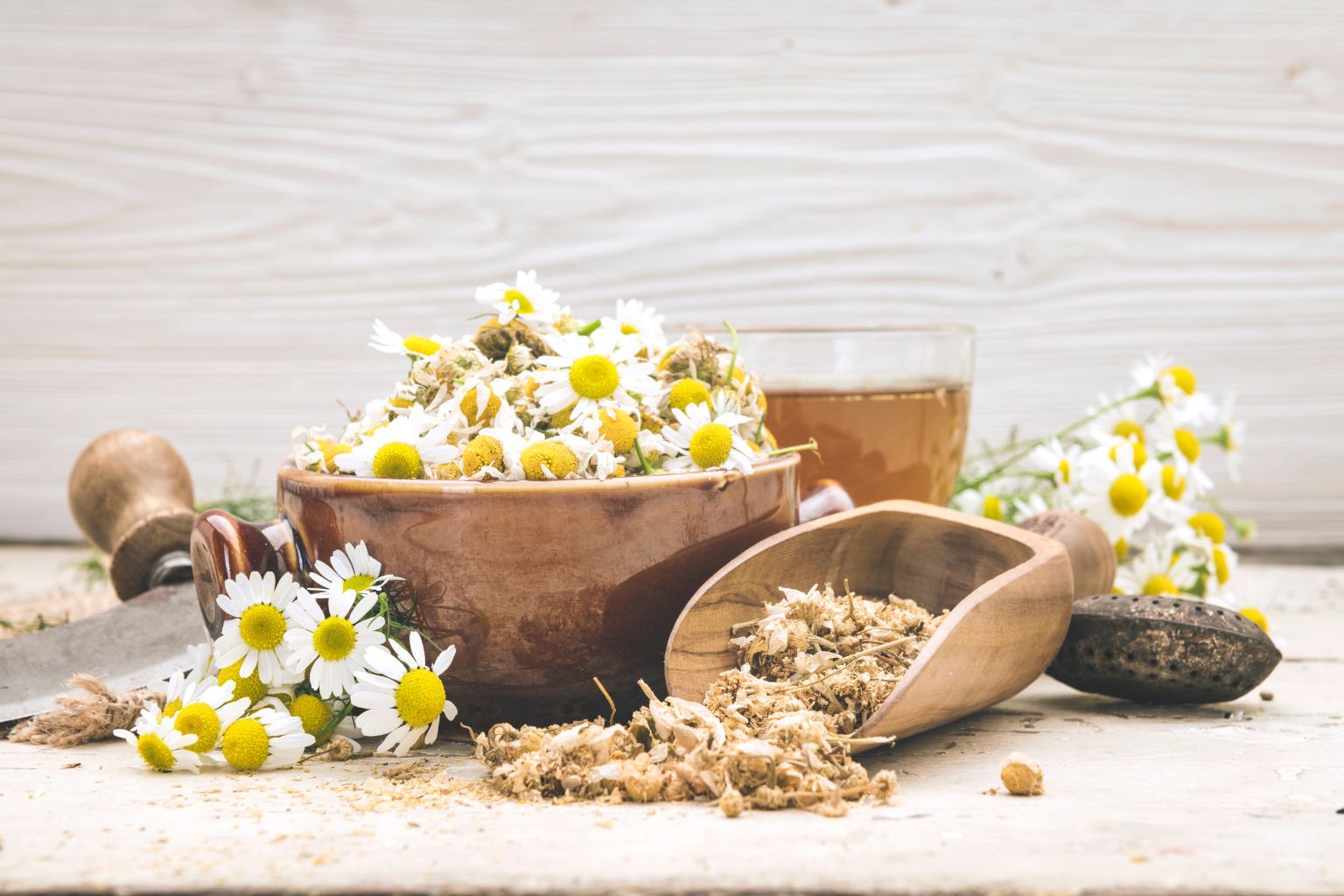 Comparación entre Matricaria chamomilla y otras especies relacionadas según su nombre científico