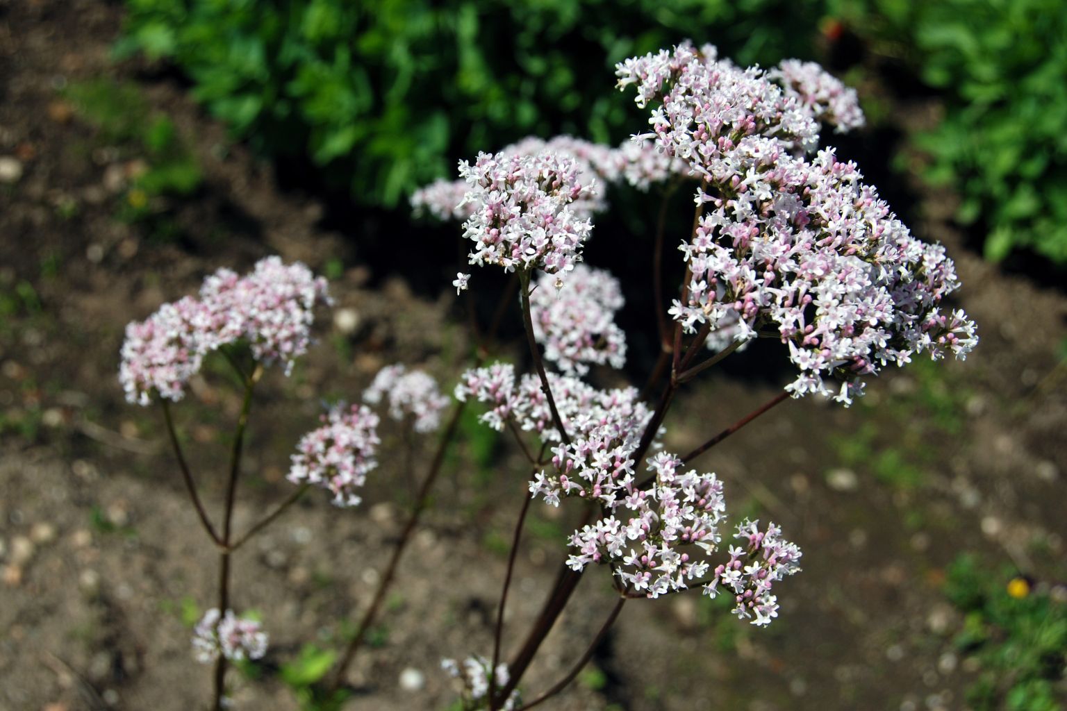Contraindicaciones de la valeriana - interacciones medicamentos precaución