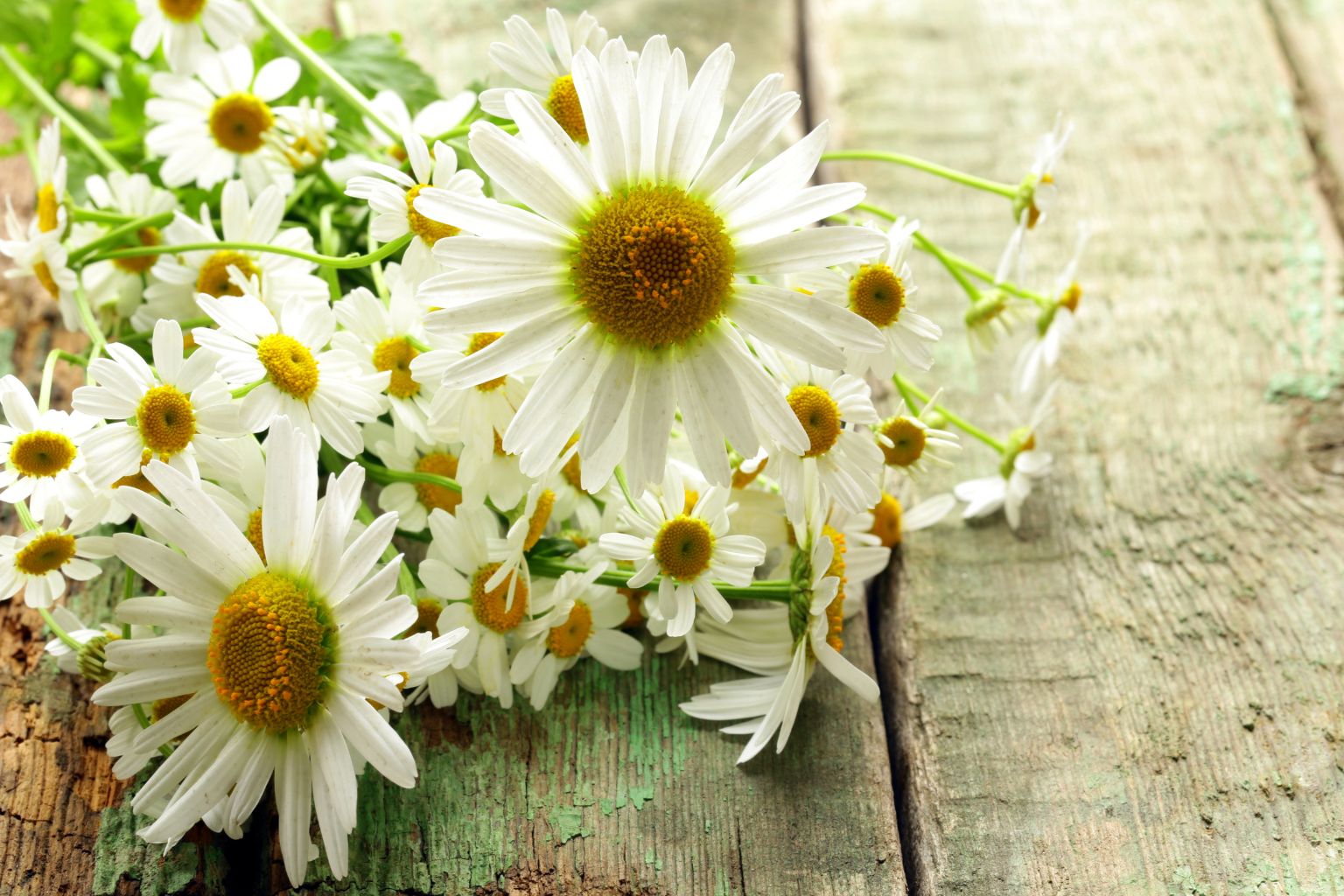 Detalle de la flor de Matricaria chamomilla con características botánicas del nombre científico de la manzanilla
