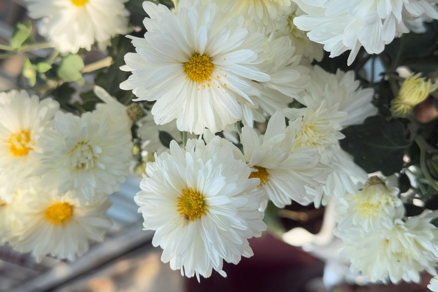 Flores de manzanilla secas en primer plano