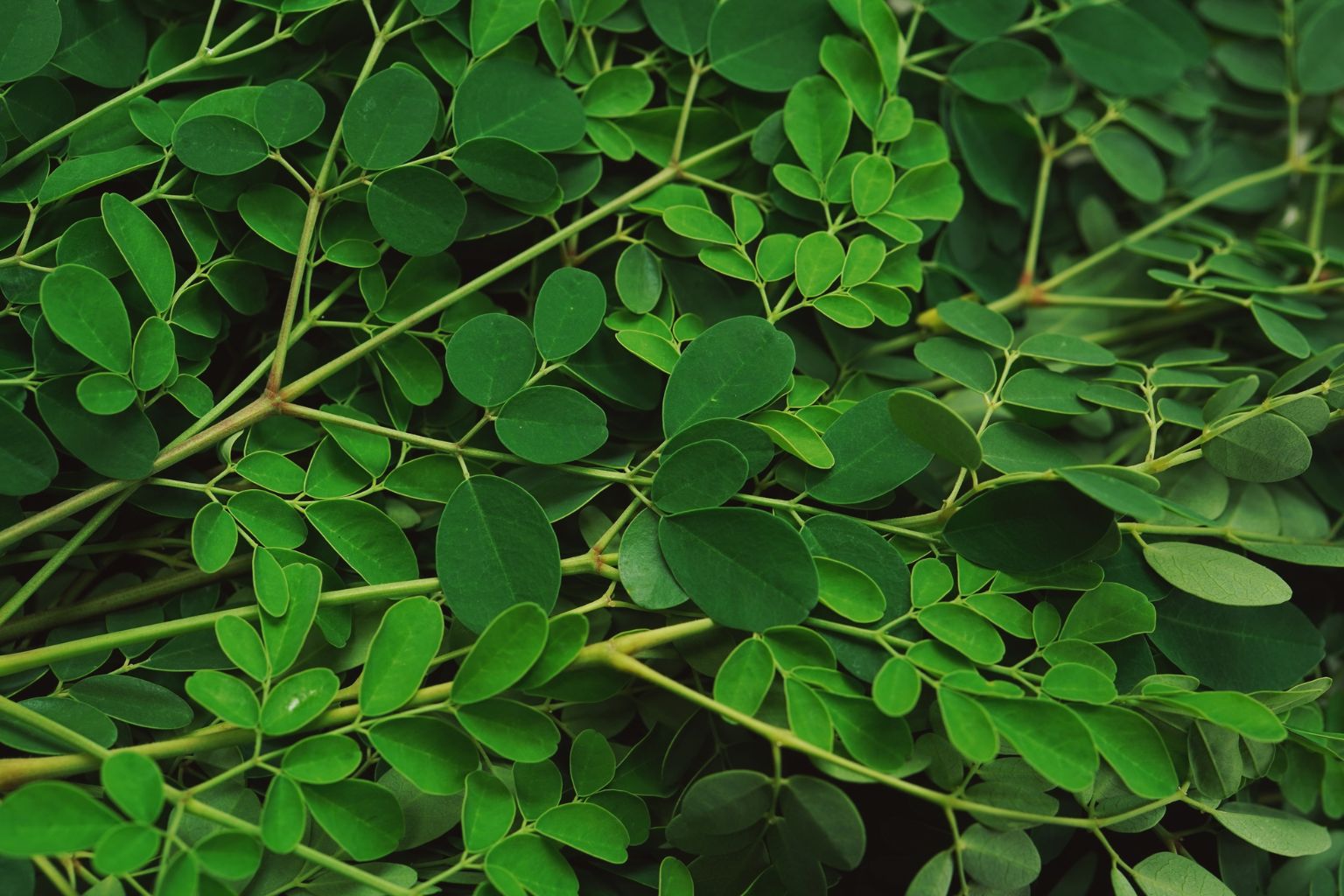 Hojas verdes de moringa en rama, planta utilizada en aplicaciones tradicionales y estudios sobre sus propiedades