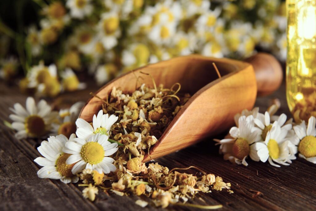 Manzanilla romana vs manzanilla común