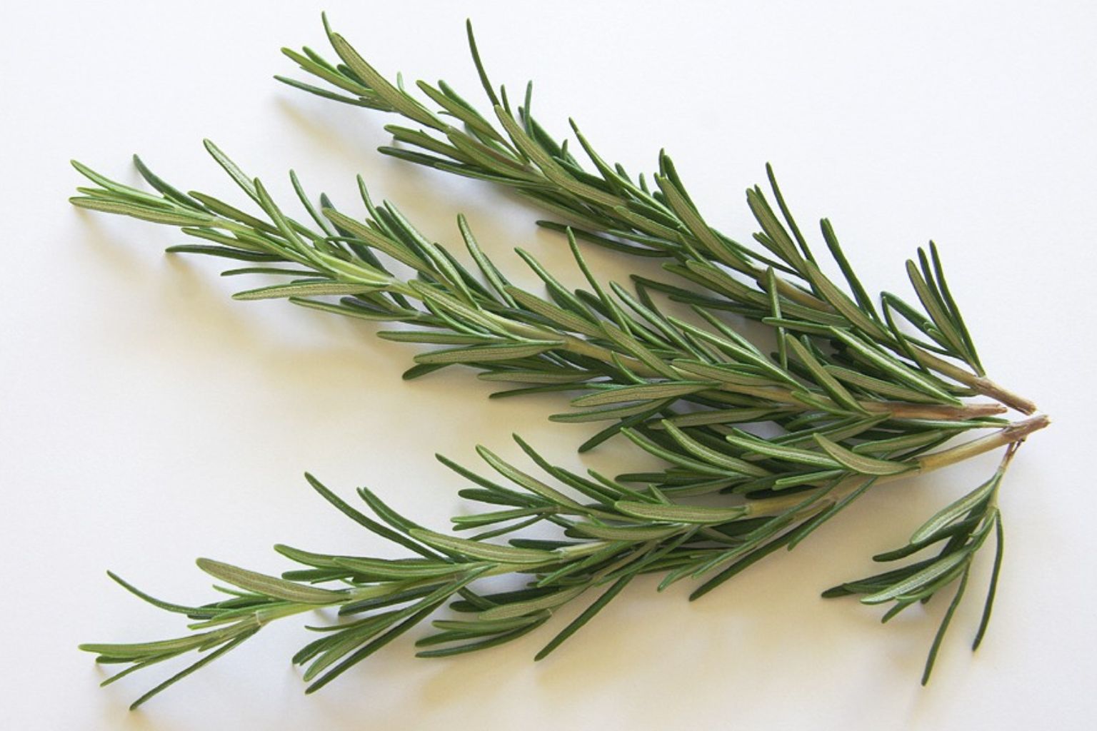 Para qué sirve el romero - rama fresca hojas verdes planta aromática