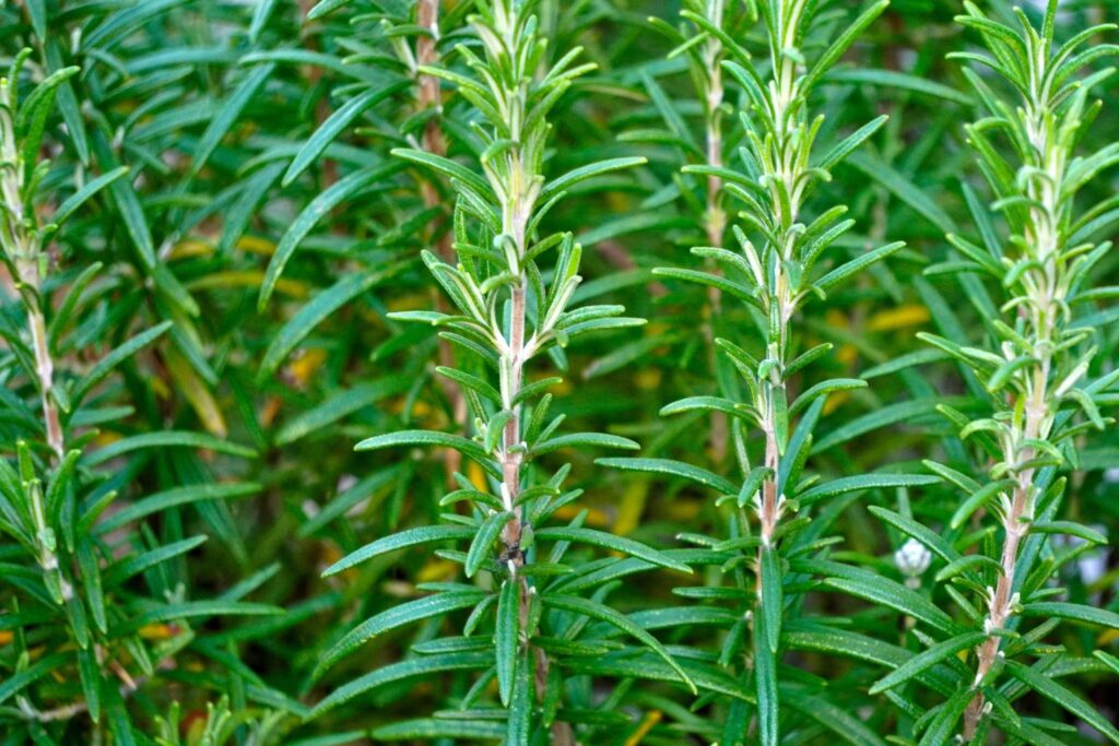 Para qué sirve el romero_ usos y aplicaciones tradicionales