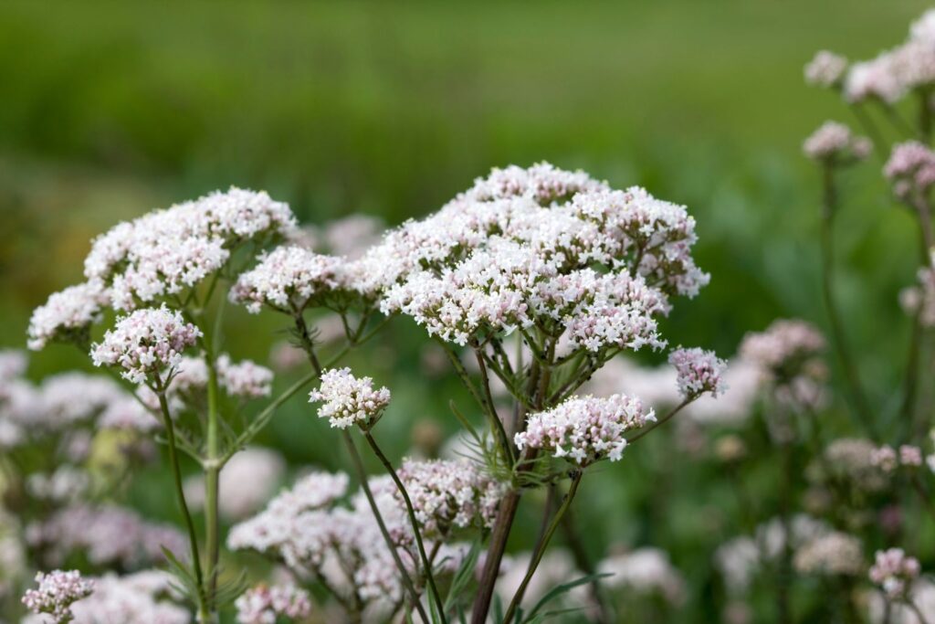 Para qué sirve la valeriana