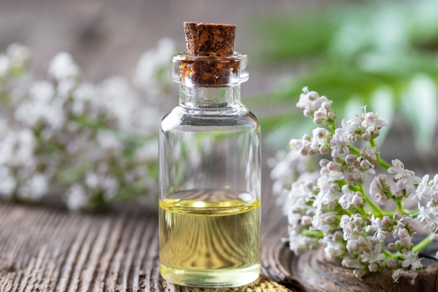 Para qué sirve la valeriana - suplementos aceite esencial bienestar descanso