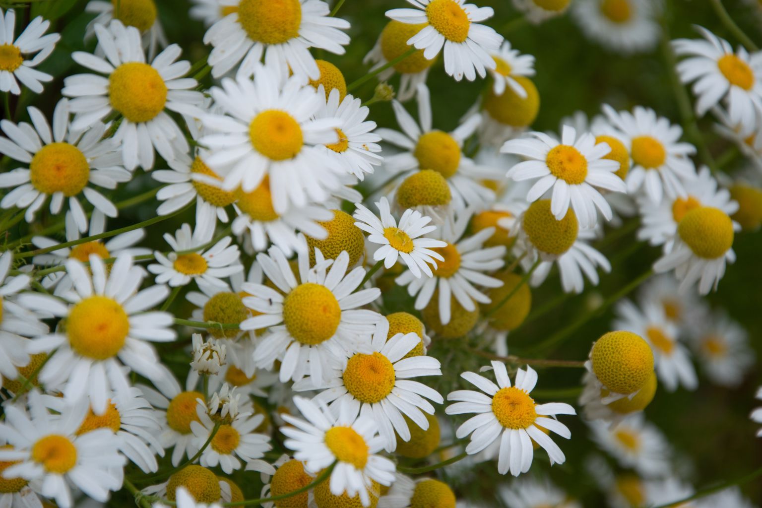 Plantas de manzanilla romana y manzanilla común en cultivo mostrando diferencias de crecimiento