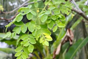 moringa