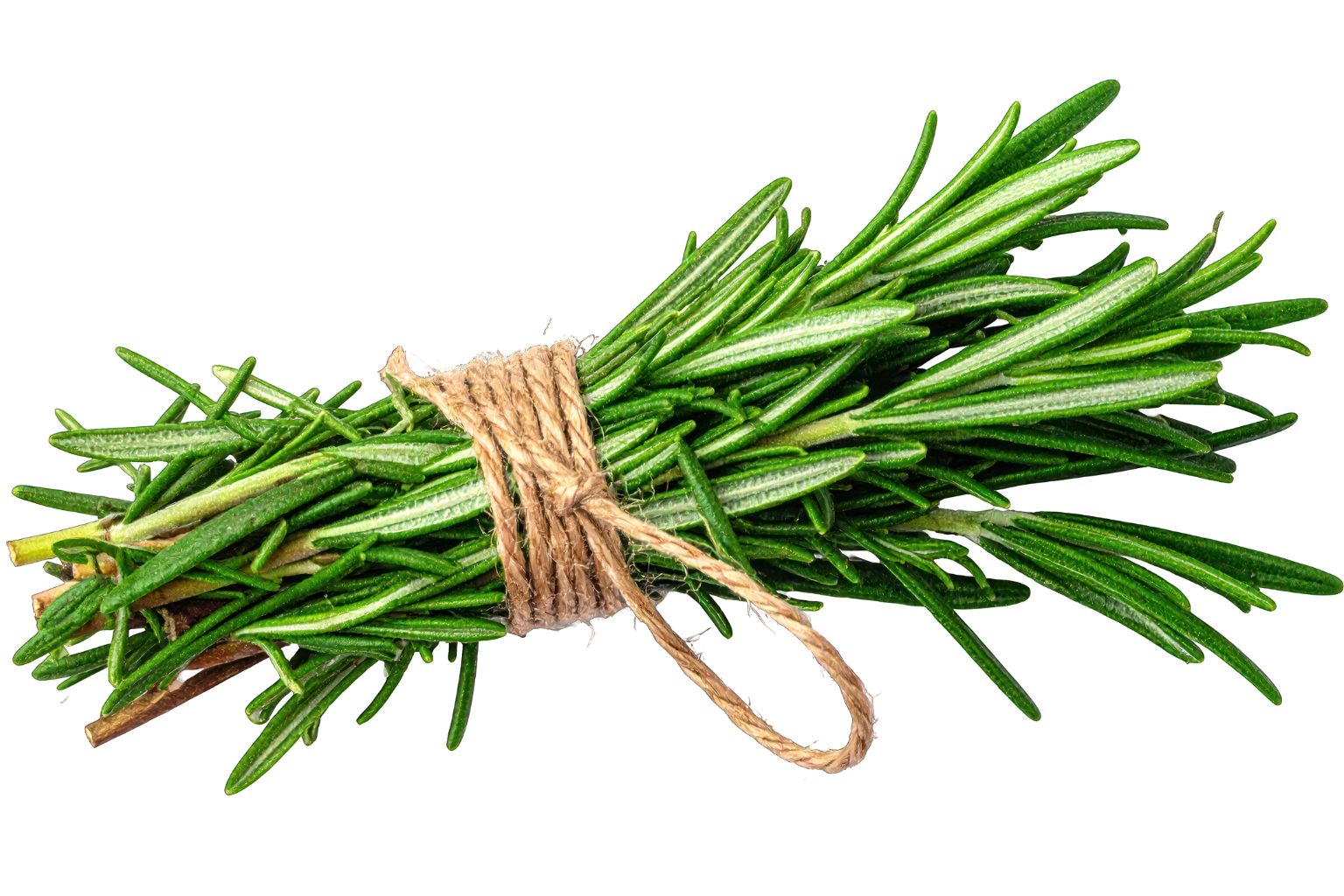 Ramas de romero fresco sobre superficie blanca con fondo neutro