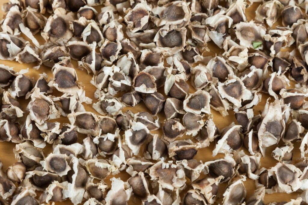 Semilla de moringa_ para qué sirve y usos tradicionales