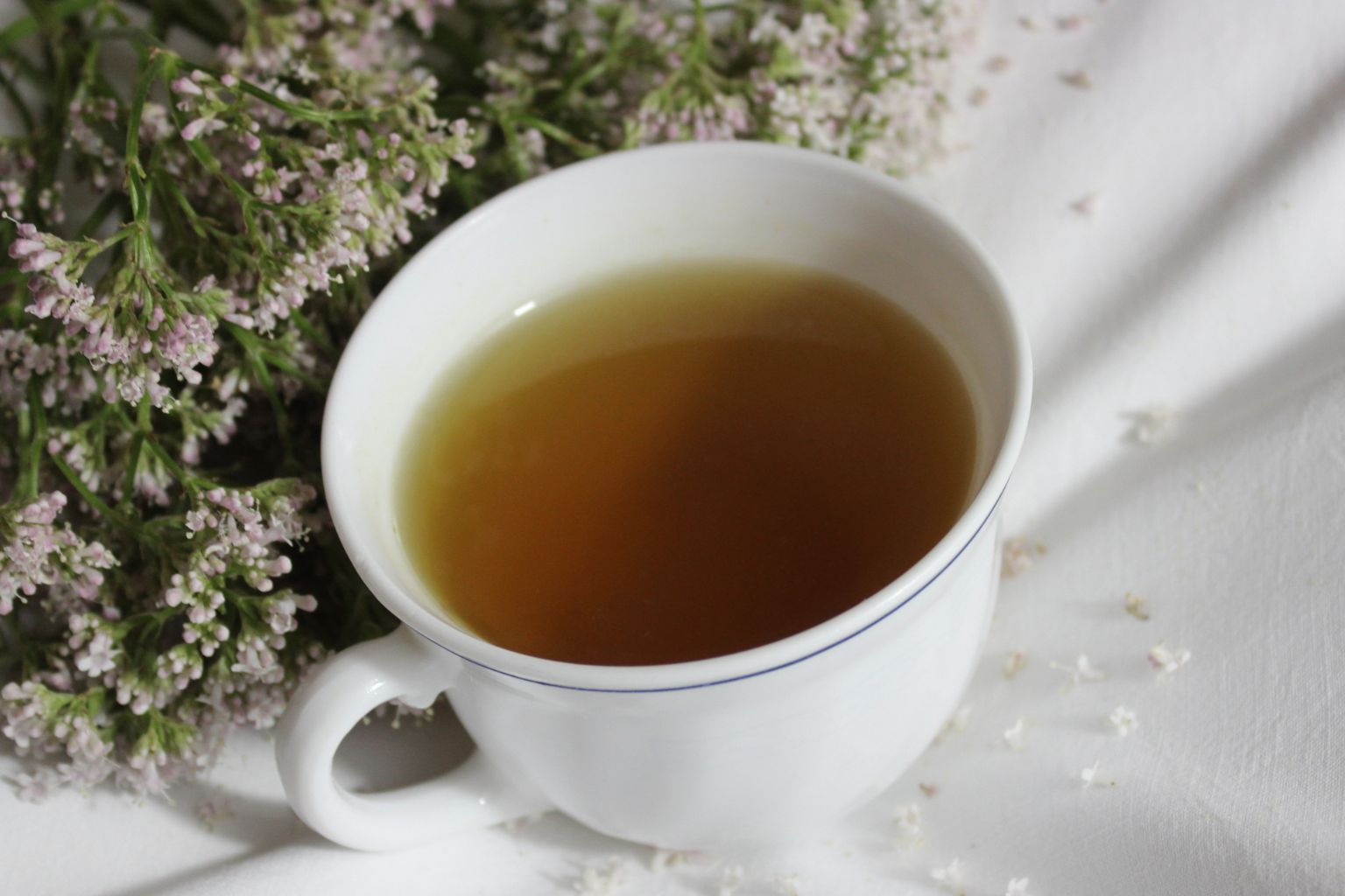 Té de valeriana - taza infusión flores secas planta Valeriana officinalis