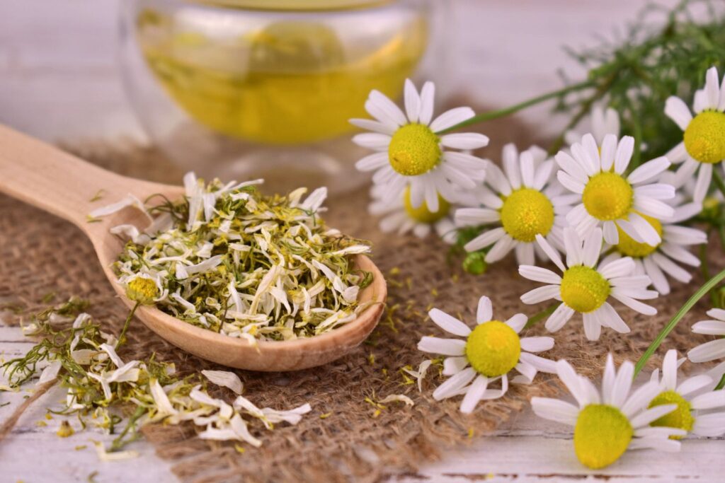 Usos de la manzanilla