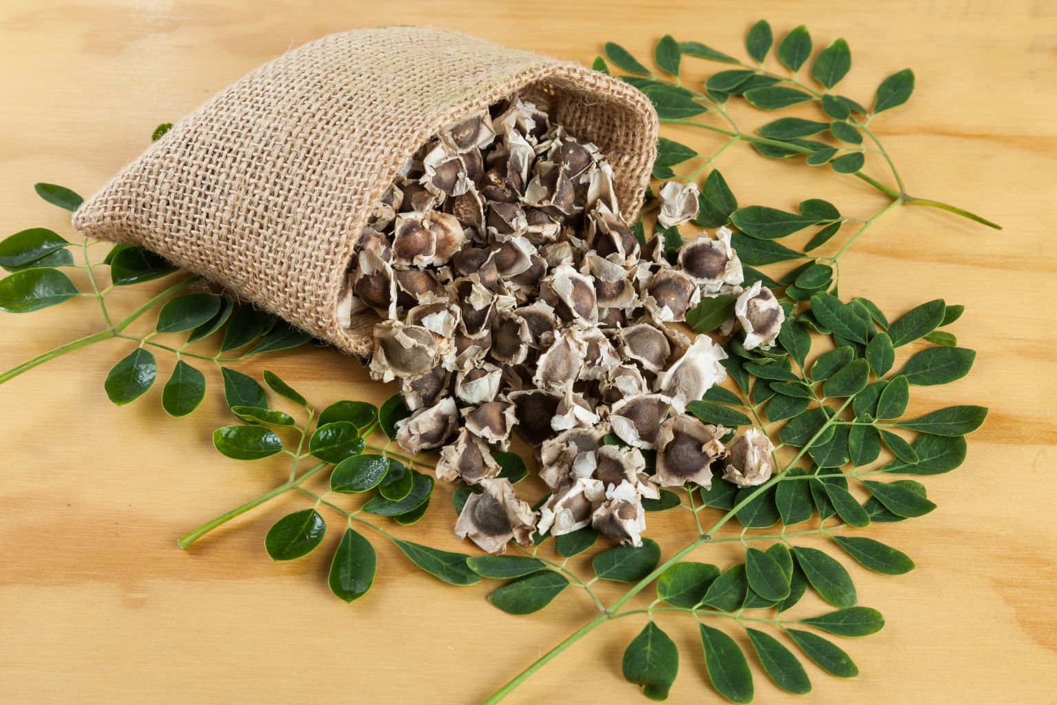 Vainas de moringa abiertas mostrando semillas marrones con alas características