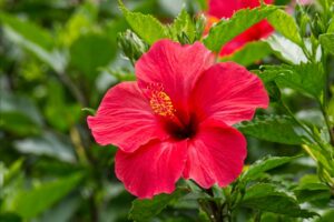 Hibisco: para qué sirve