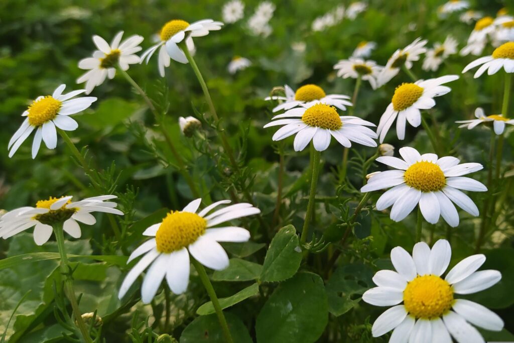 Para qué sirve la manzanilla: usos tradicionales