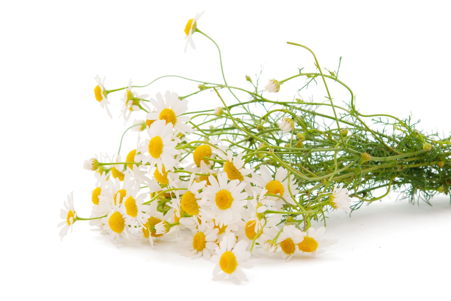 visual manzanilla romana