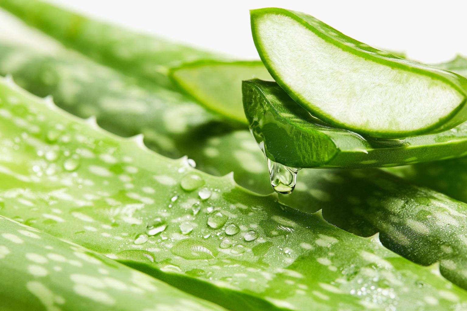 Planta de aloe vera con hojas carnosas que muestran el gel transparente interior