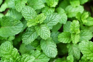 Planta de hierbabuena fresca con hojas verdes y dentadas en primer plano