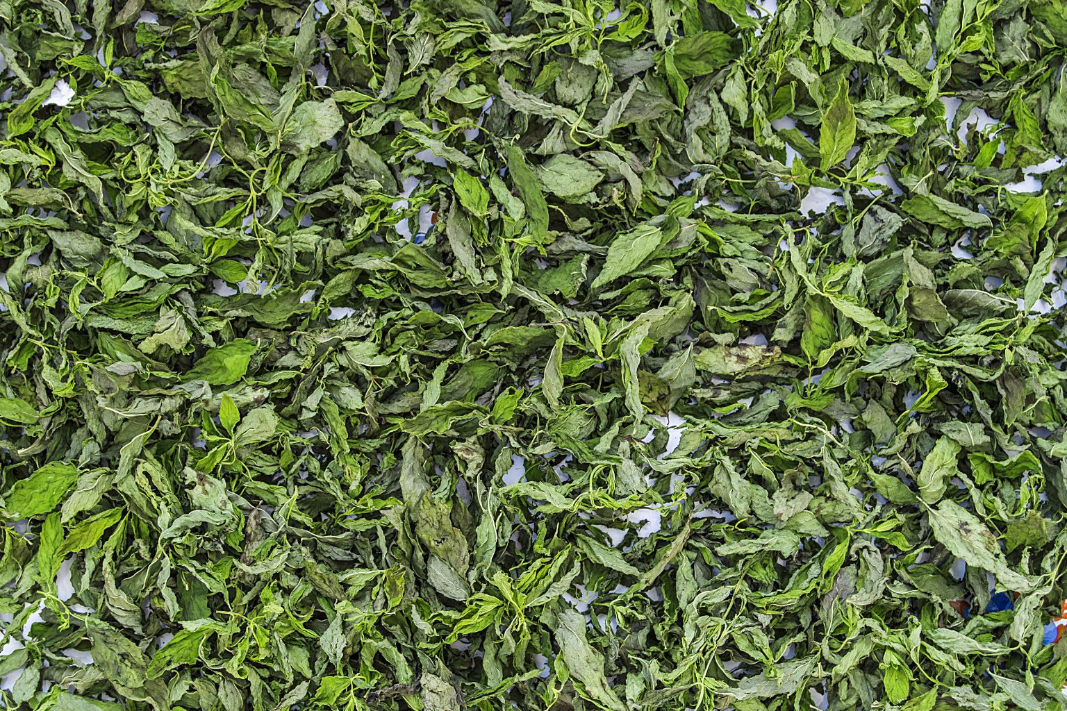 Precauciones y seguridad en el consumo del té de hierbabuena