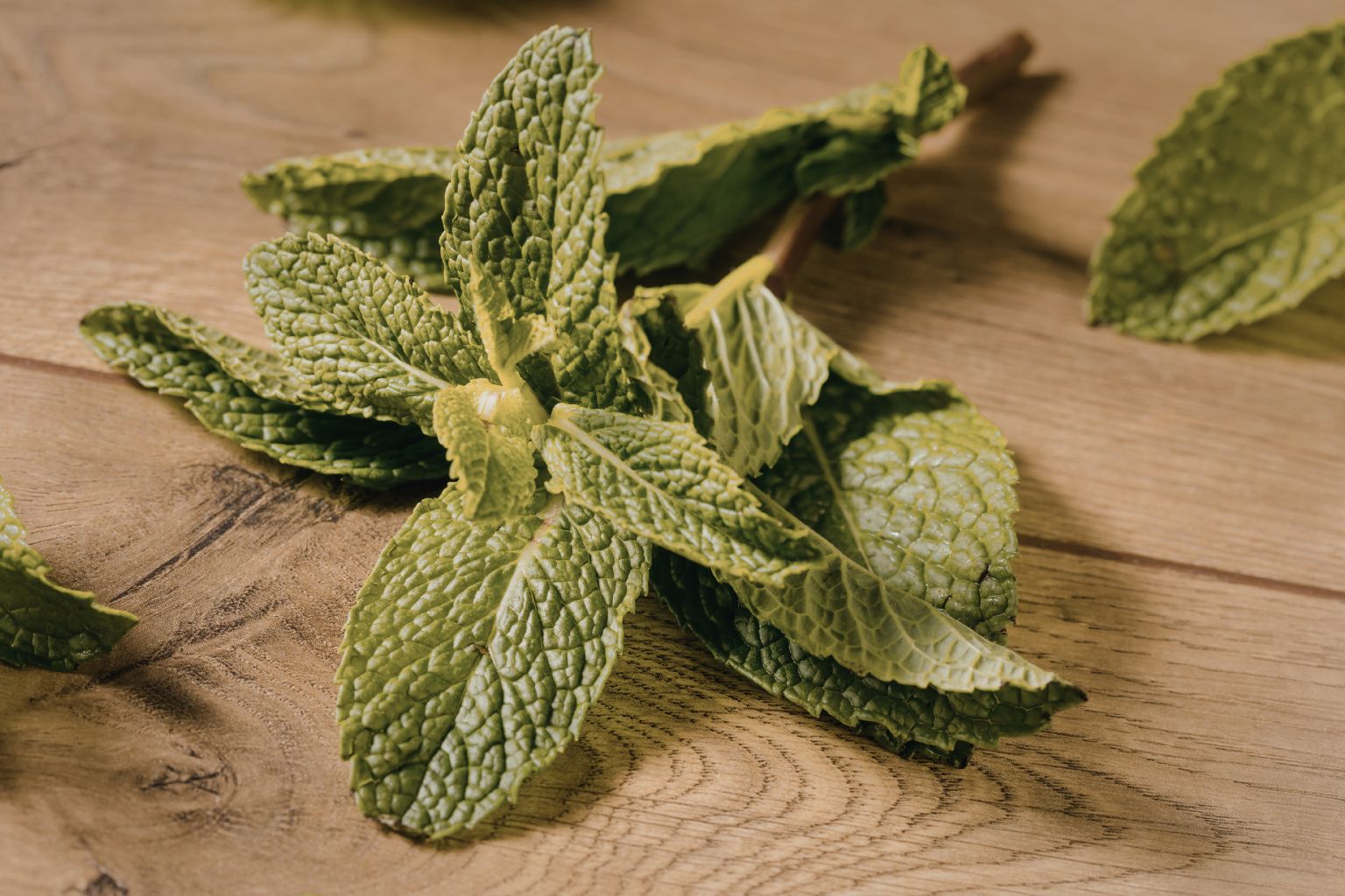 Textura detallada de hojas de menta seca, ideal para ilustrar recetas o remedios